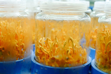 Cordyceps militaris in mushroom farm