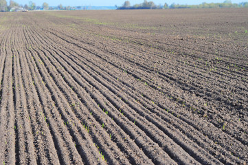 Plowed Field. Corn Field in the Spring.