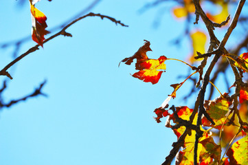 dying leaves