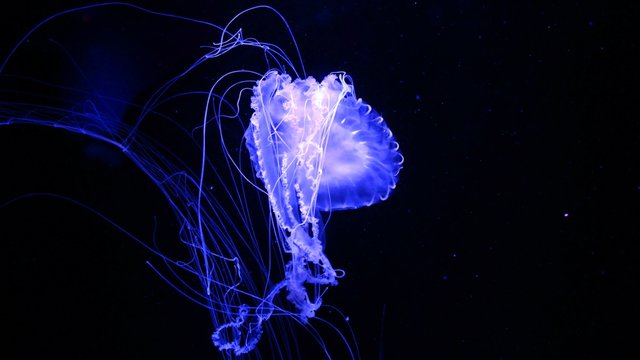 Fluorescent Blue Jelly Fish Floating