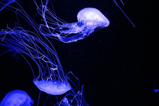 Fluorescent Blue Jelly Fish Isolated on Black