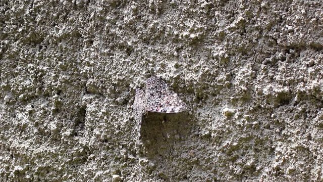 Borboleta cinza camuflada.