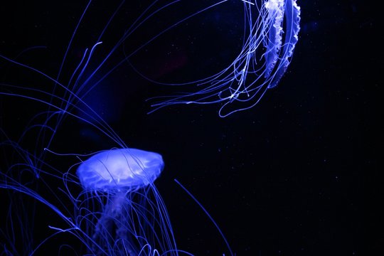 Glowing Blue Jellyfish Isolated