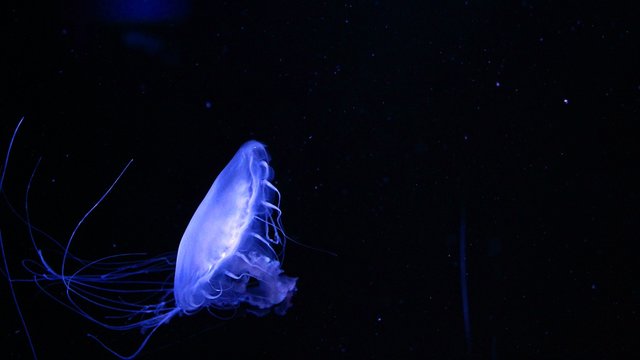 Glowing Blue Jellyfish on Black