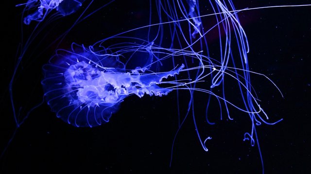 Fluorescent Blue Jellyfish Glowing and Isolated