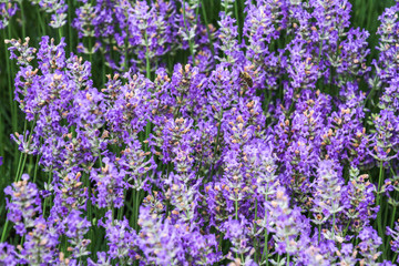 Lavandula angustifolia