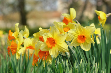 Obraz premium floraison de jonquilles dans jardin 