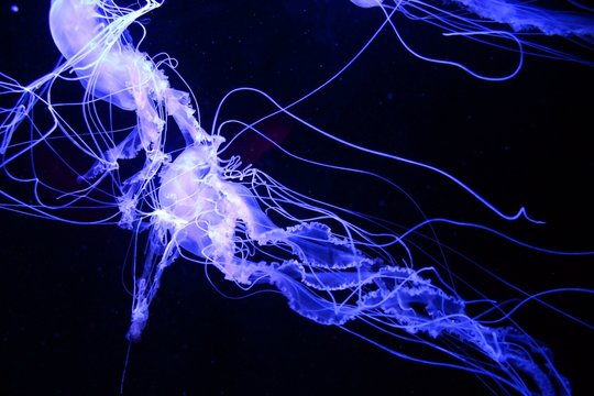 Glowing Jellyfish in the Ocean