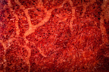 texture detail polished red coral