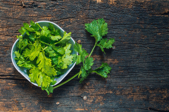 Coriander leaves, fresh green cilantro on wooden background, Food herbal aroma ingredient on dark wood.