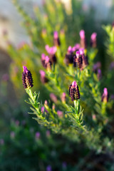 Lavender Flowers