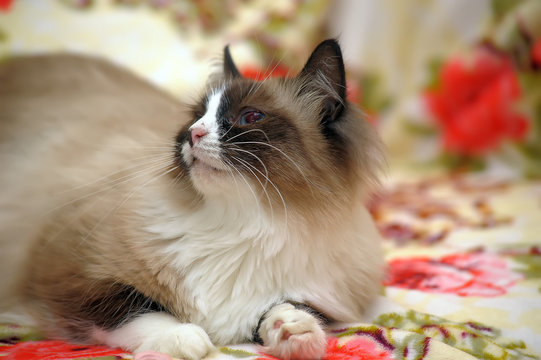 Balinese Cat