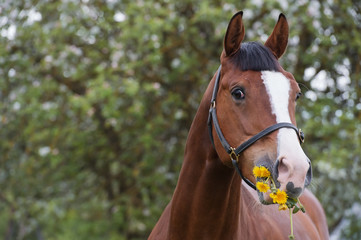 Obraz premium portrait of bay feeding horse . spring