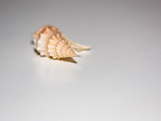 Sea shell