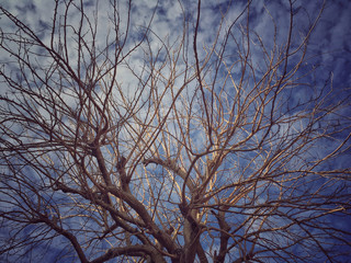 tree branch against blue sky