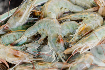 closeup view of a heap of white sea prawns