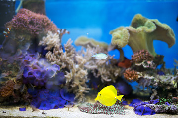 Yellow tang fish in aquarium
