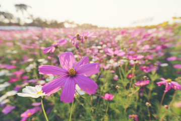 Pink ,red and white cosmos flowers garden