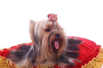 Yorkshire terrier