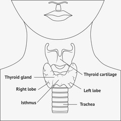 Human larynx anatomy