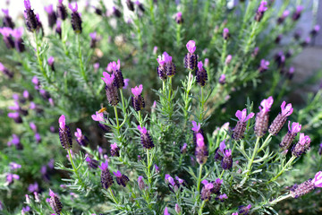 Lavender Flowers