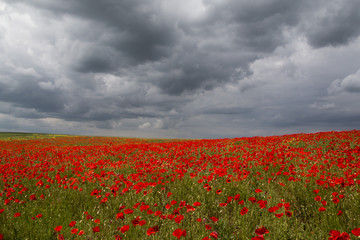 Naklejka premium Red poppies and stormy sky