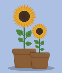 sunflowers in a pot. colorful design. vector illustration