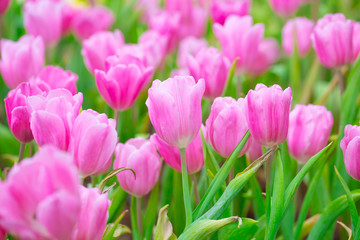 pink tulip flower field for background or nature postcard.