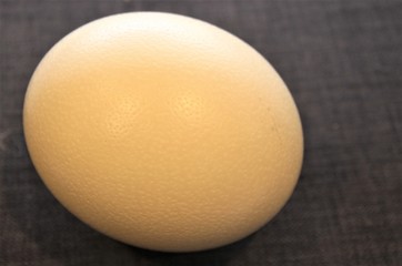 Ostrich egg on gray texture. Easter Egg character
