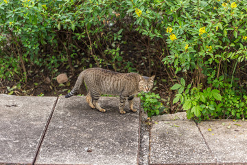 Obraz premium wild tiger pattern cat in the garden.
