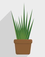 plant in a pot over white background. colorful design. vector illustration