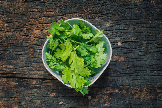Coriander leaves, fresh green cilantro on wooden background, Food herbal aroma ingredient on dark wood.