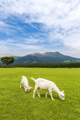 Obraz premium Goats eat grass in a farm near Aso mountain in Kumamoto, Japan
