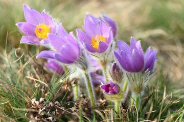 Spring flower Greater pasque flower, Pulsatilla grandis