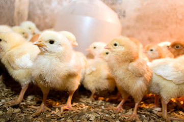 Photographing chicks in a box while they eat and drink