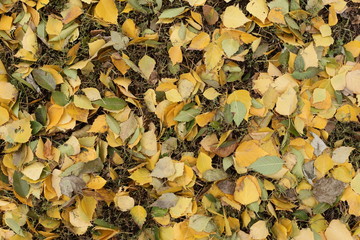 
Texture of leaves. Grass and branches. Nature outdoors.