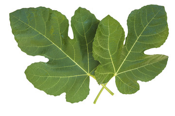 two fig leaves isolated on a white background