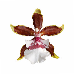 Naklejka na ściany i meble Orchidée Colmanara 'Jungle Monarch'