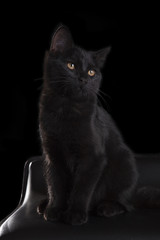 Portrait of a black cat on a black background