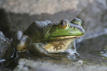 Frog on a rock in the water of a marsh. Toad in a pond.