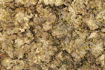 
Texture of leaves. Grass and branches. Nature outdoors.
