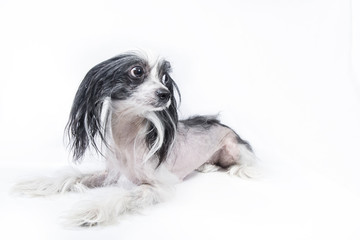 Isolated portrait of a beautiful dog 