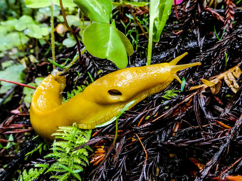 Banana Slug