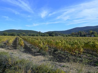 vignes dans les c&eacute;vennes