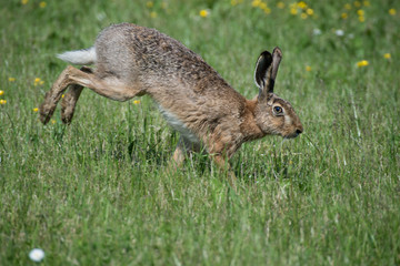 Brown hare