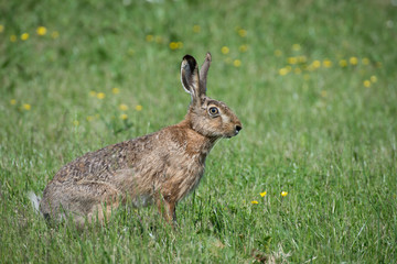 Brawn hare