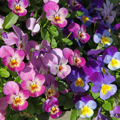 Fototapeta na wymiar Fleurs de Viola cornuta