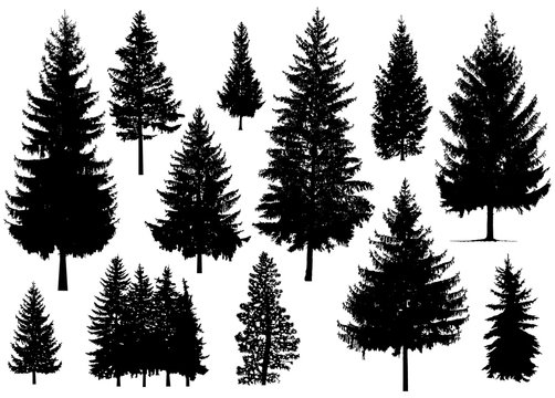 Set. Silhouette of pine trees.