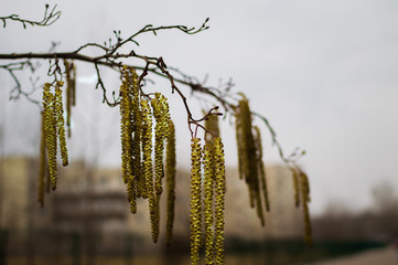 Naklejka premium A branch of alders with catkins.The first breath of spring.
