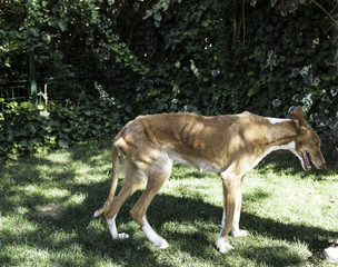 Dog rescued from abuse